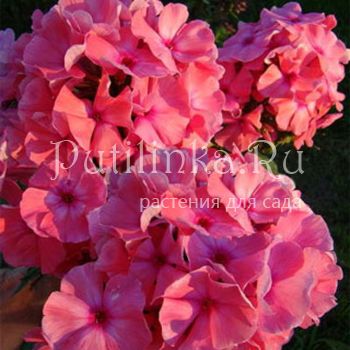 Флокс метельчатый Воздушный поцелуй (Сурикова В. Я.)"