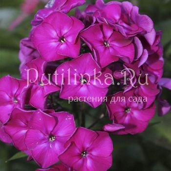 Флокс метельчатый Колдун (Сурикова В. Я.)"