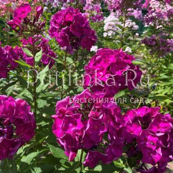 Флокс метельчатый Колдун (Сурикова В. Я.)"