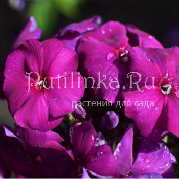 Флокс метельчатый Ночь в горах (Сурикова В. Я.)"