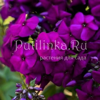 Флокс метельчатый Ночь в горах (Сурикова В. Я.)"