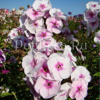 Флокс метельчатый Щедрый Подарок (Сурикова В. Я.)"