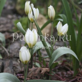 Тюльпан Многоцветковый (Tulipa polychroma)