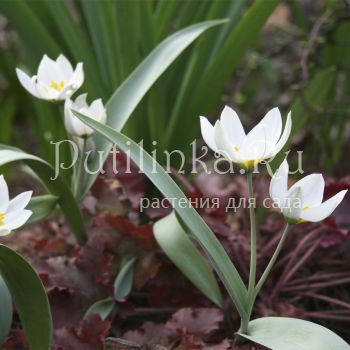 Тюльпан Многоцветковый (Tulipa polychroma)