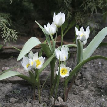 Тюльпан Многоцветковый (Tulipa polychroma)