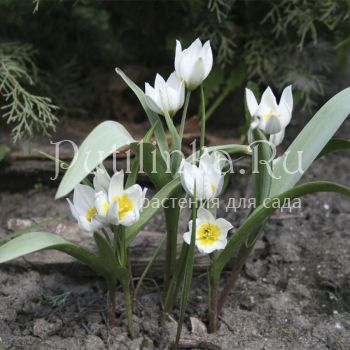 Тюльпан Многоцветковый (Tulipa polychroma)
