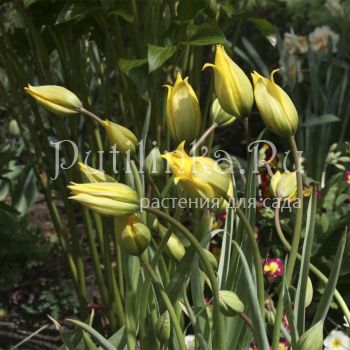 Тюльпан лесной (Tulipa sylvestris)