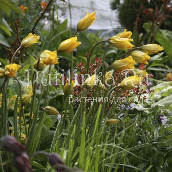Тюльпан лесной (Tulipa sylvestris)
