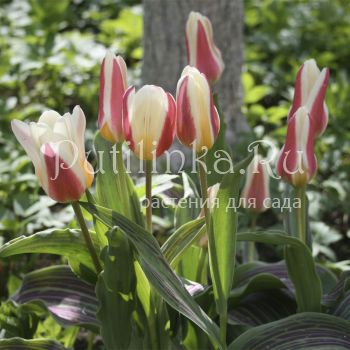 Тюльпан ботанический Heart's Delight (Tulipa Heart's Delight)