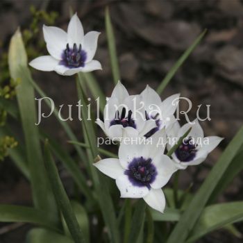 Тюльпан ботанический