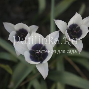 Тюльпан ботанический