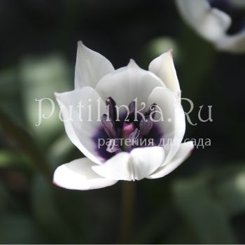 Тюльпан ботанический