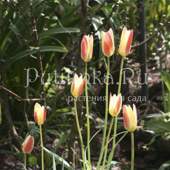 Тюльпан ботанический