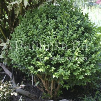 Самшит (Buxus)