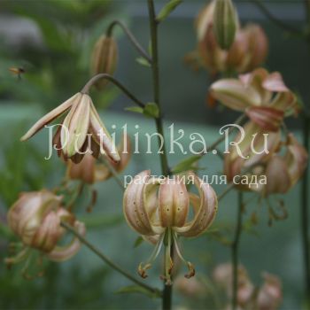 Лилия мартагон Attiwaw (Lilium martagon Attiwaw)