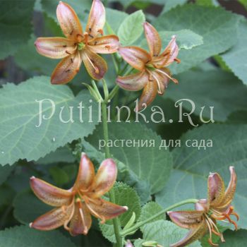 Лилия мартагон Attiwaw (Lilium martagon Attiwaw)