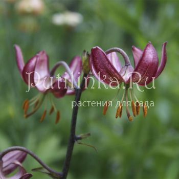 Лилия мартагон (сорт уточняется)