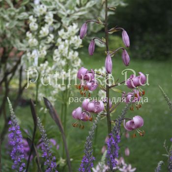 Лилия мартагон (сорт уточняется)