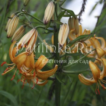 Лилия мартагон (сорт уточняется)