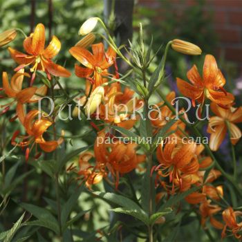 Лилия (сорт уточняется)