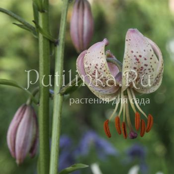 Лилия мартагон (Lilium martagon)