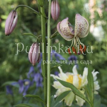 Лилия мартагон (Lilium martagon)