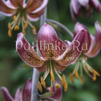 Лилия мартагон Russian Morning (Lilium martagon Russian Morning)