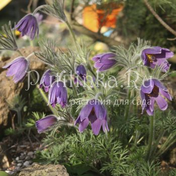 Прострел колокольчатый (Pulsatilla campanella)