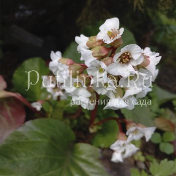 Бадан гибридный Jelle (В. х hybrida Jelle)