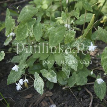 Горянка двултистная Shiro Chiri Fu (E. diphyllum Shiro Chiri Fu)