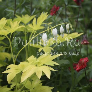 Дицентра великолепная White Gold (D. spectabilis White Gold)