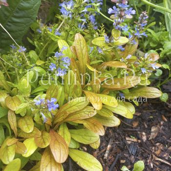 Живучка feathered friends Fancy Finch (A. Fancy Finch)