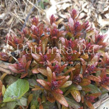 Живучка feathered friends Fancy Finch (A. Fancy Finch)