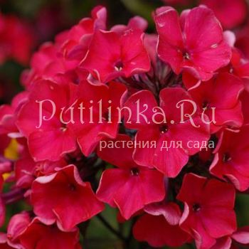 Флокс метельчатый Glut (A.Schollhammer)