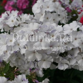 Флокс метельчатый Schneeraush (К.Foerster)
