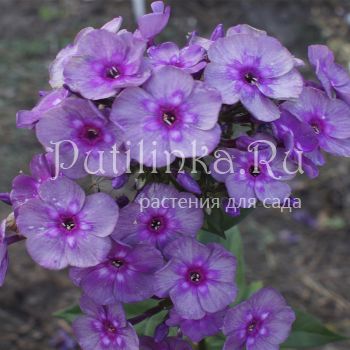 Флокс метельчатый Александр Олешко (Константинова Н.Ю.)**