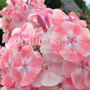 Флокс метельчатый Алиса Фрейндлих (Кудрявцева О.К.)"