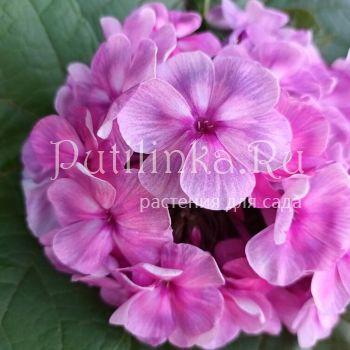 Флокс метельчатый На радуге (Сурикова В. Я.)"