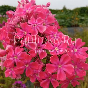 Флокс метельчатый Неон (Сурикова В. Я.)"