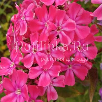 Флокс метельчатый Неон (Сурикова В. Я.)"