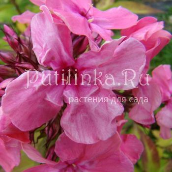 Флокс метельчатый Русский сюрприз коралловый**