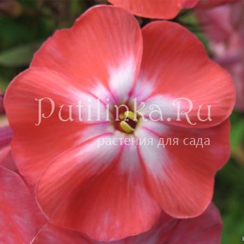 Флокс метельчатый Симочка (Колоколенковы)