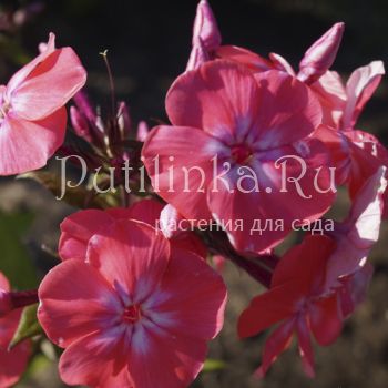 Флокс метельчатый Симочка (Колоколенковы)