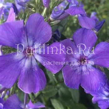 Флокс метельчатый Синие Горы (Калугина А.В.)"