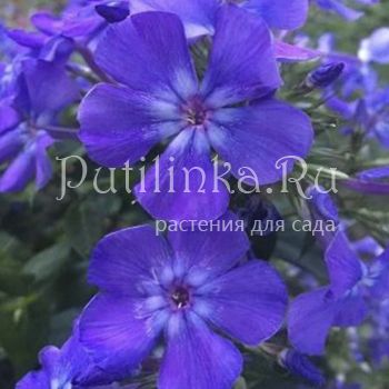 Флокс метельчатый Синие Горы (Калугина А.В.)"