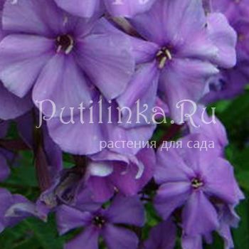 Флокс метельчатый Таня (Гаганов П.Г.)**