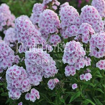 Флокс метельчатый Волшебная флейта (Константинова Е.А.)**