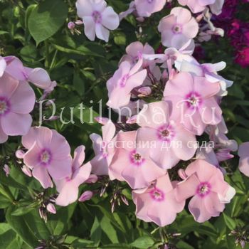 Флокс метельчатый Галатея (Сурикова В. Я.)"