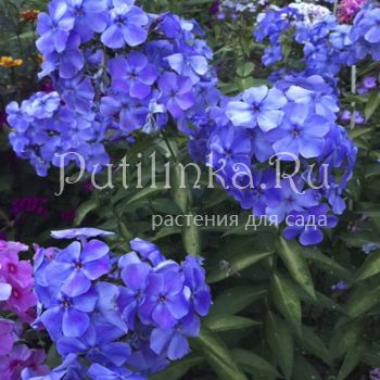 Флокс метельчатый Голубая лагуна (Константинова Н.Ю.)**