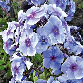 Флокс метельчатый Голубая отрада (Репрев Ю.А.)**